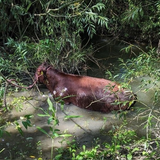 Rescuers help in-calf cow stuck in river after suspected dog attack