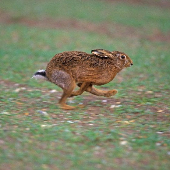 Three men sentenced for hare coursing offences in East Yorkshire