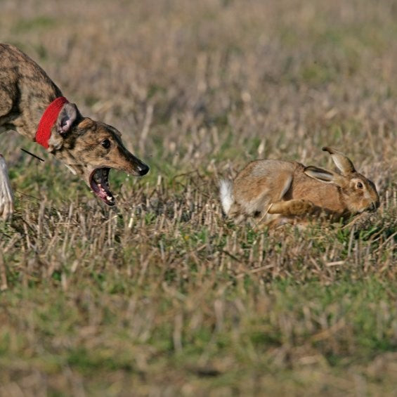Two hare coursers handed criminal behaviour orders after offences