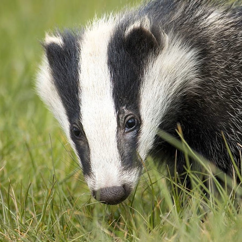 Man fined over £500 after interfering with badger sett