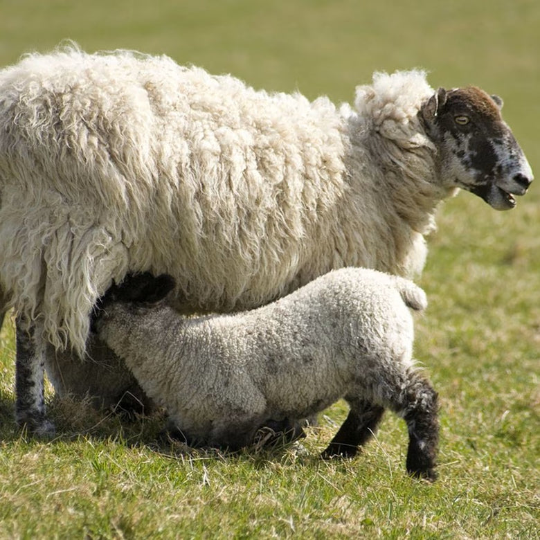 Police investigating after dozens of ewes stolen in Powys