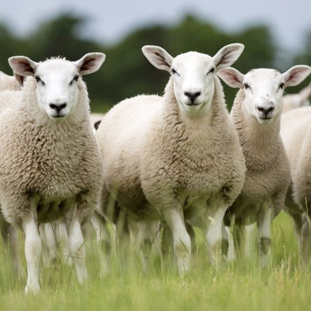 Farmer fined £1.3k after failing to dispose of 17 sheep carcasses