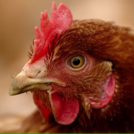 Oxfordshire man, 18, sentenced after being filmed on mobile phone punching chicken in the head