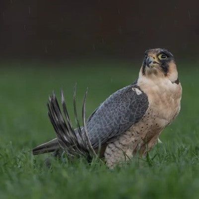 Derbyshire man charged with theft of peregrine falcon eggs from local quarry
