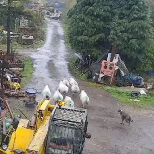 Rural Crime: Hunt for dog owner after sheep killed in attack on farm near Nuneaton