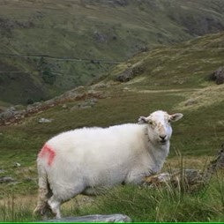 Farmer wants tougher sanctions on thefts as he has almost 100 sheep stolen