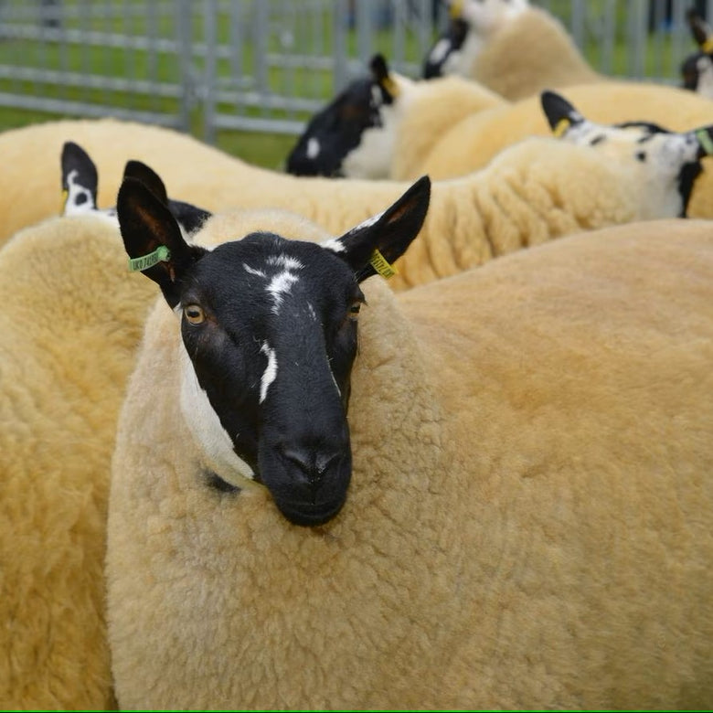 Police appeal after 12 ewes and lambs are stolen