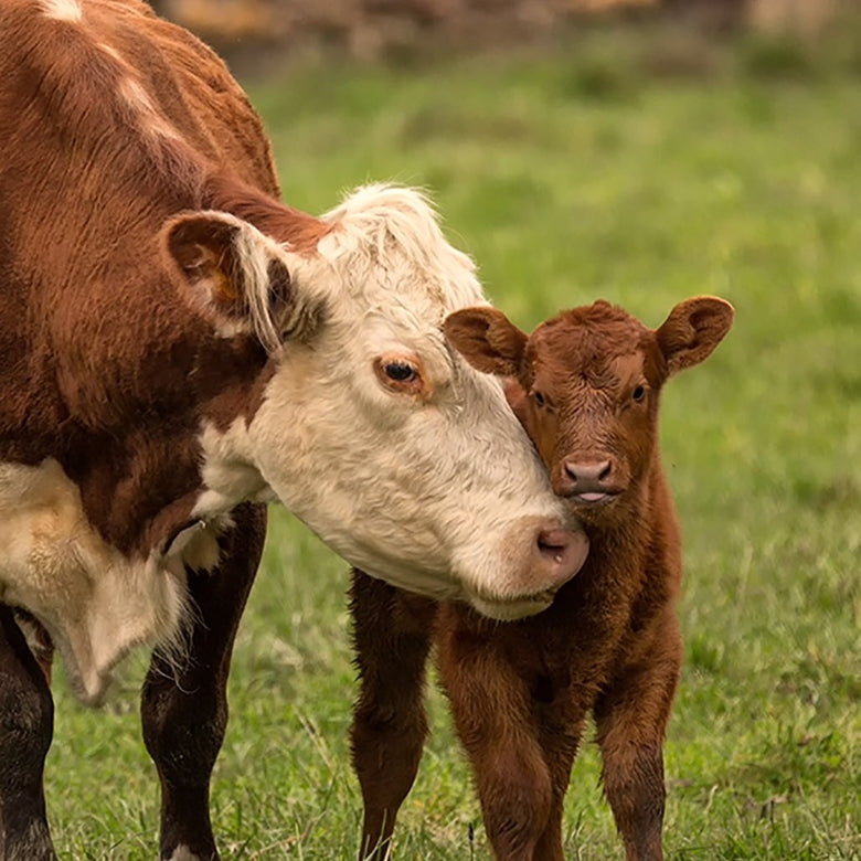 Two calves killed in farm attack which left two more needing to be put down