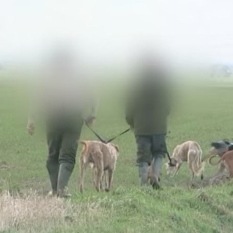 Police crackdown on illegal hare coursing in rural hotspots