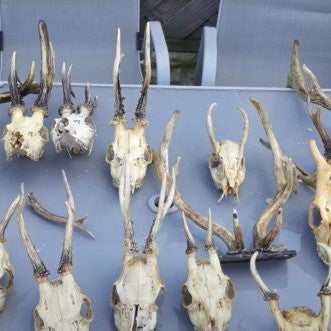 Man charged hoard of deer skulls, fox tails and weapons found